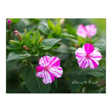Mit etwas glück kann man sogar knollen ergattern, deren pflanzen dann. Wunderblume Mirabilis Jalapa Saen Pflegen Uberwintern