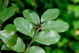 Image result for Clausena anisata