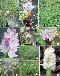 Image result for Pontederiaceae