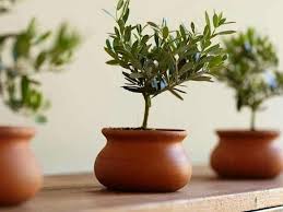 We did not find results for: Olive Plant Topiary