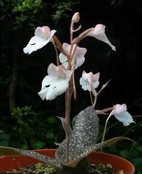 Image result for Habenaria arenaria