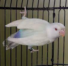 Pale Fallow African Lovebirds Pet Birds Bird Cages