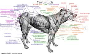 Top suggestions for human leg bones diagram. Dog Muscle Anatomy By Thedragonofdoom On Deviantart