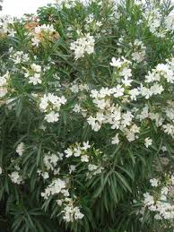 Image result for Nerium oleander