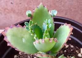Kalanchoe Mother Of Thousands Fashionphotographer Fashionphotography Trendy Womensfashion Fashiondesigner Couture Trends Fas Succulents Plants Flowers