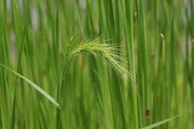 Image result for Echinochloa crus-pavonis