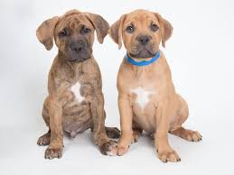 Over at nashville pet in hermitage its an adoption meet & greet with lifehouse animal refuge & rehabilitation. Mars Petcare Hosts Free Pet Adoptions This Weekend Williamson Source