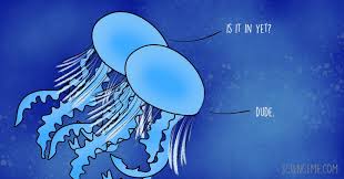 Sciblogs How Do Jellyfish Have Sex