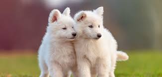 According to that same petguide article, dog breeds with double coats include old english sheepdogs, huskies, shetland sheepdogs, and more. White Dog Breeds Discover 18 Head Turning White Dogs