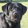 Akc english labrador puppies, in new hampshire, nh, vt, vermont, ct, ny, ma, ri, english labrador puppies vermont. 1