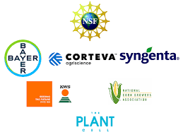 Image result for Phacelurus gabonensis