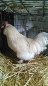 2 Young White Faverolle Rooster 8 Lbs Third Generation Chickens Rooster Animals