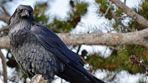 A holló vagy közönséges holló (corvus corax) a madarak (aves) osztályának verébalakúak (passeriformes) rendjébe, ezen belül a varjúfélék (corvidae) . Messze Foldon Hires A Hollo Intelligenciaja Sokszinu Videk