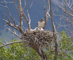 How Much Money Do You Need To Buy A Bird Of Prey? | Falconry Advice -  Youtube
