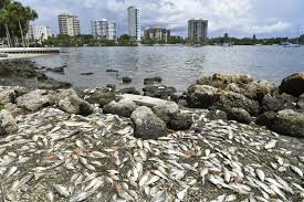 Red tide events have been noted in florida since the 1800s and most certainly occurred prior to european settlement. A Year Later Red Tide Bloom Persists News Sarasota Herald Tribune Sarasota Fl