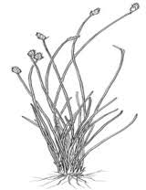 Image result for Abildgaardia ovata