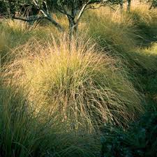 Image result for Sporobolus ioclados