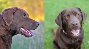 Bring a puppy to be your companion. Chesapeake Bay Retriever Vs Labrador Retriever Differences More