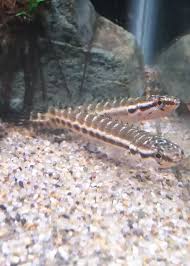 アクアフィールド