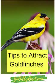 How to attract yellow finches. Tips To Attract Goldfinches Backyard Birds Watching Backyard Birds Backyard Birds Feeders