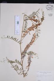 Image result for Xerophyta villosa