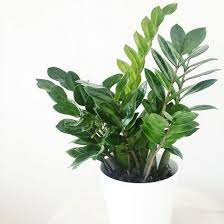Toxic House Plants For Dogs Zz Plant Toxic Plants For Cats Plants Toxic To Dogs Cat Friendly Plants