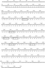 Model gr 630 lp regulator. Chicken Leukemia Inhibitory Factor Maintains Chicken Embryonic Stem Cells In The Undifferentiated State Journal Of Biological Chemistry