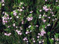 Image result for Coleotrype natalensis