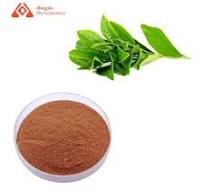 Green Tea Extract Catechin