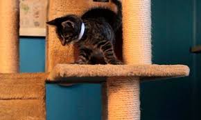 Favorite this post may 24. What Does Your New Kitten Need Purina
