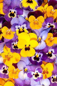 Mezcla De Colores De Las Flores Del Pensamiento En El Jardin De Primavera Fotos Retratos Imagenes Y Fotografia De Archivo Libres De Derecho Image 57514228