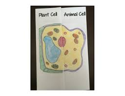 We did not find results for: Plant Cell Vs Animal Cell Shutter Foldable By Alisha Krcek Tpt