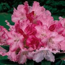 Rhododendron Solidarity Named After Polish Labor Union Beautiful Flower Arrangements Beautiful Flowers Rhododendron