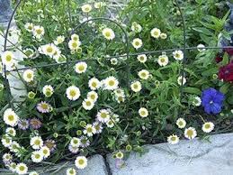 Image result for Erigeron karvinskianus