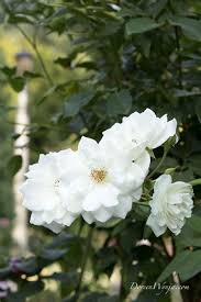 Explore loen nursery's photos on flickr. Gardenzeus Recommendations For Floribunda Varieties In California Zone 13