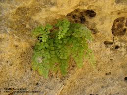 Image result for Adiantaceae