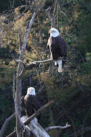 Check spelling or type a new query. Bald Eagle Male Female Photos Free Royalty Free Stock Photos From Dreamstime