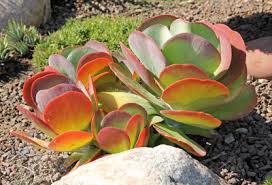 Flapjack and k'nuckles head to an island to get some fruit but a mysterious plant man keeps getting in the way. Flapjacks Kalanchoe Spp Master Gardener Program