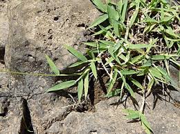 Image result for Digitaria gymnostachys