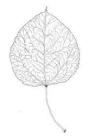 Aspen Leaf Tree Drawing Leaf Tattoos Aspen Leaf