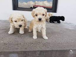 Vendo Cachorrit S French Poodle Mini Toy Perros Gatos French Animales Mascotas En Colombia Olx Espectaculare S Cachorros Fre Pets Animal Lover French Poodles