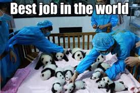 Pandas Pandas Are Perhaps The Cutest Animals In The World And It Is Not Fair That These People Get To Handle Them For A Baby Panda Baby Animals Cute Animals
