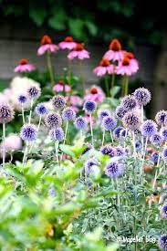 Alliums Beautiful Flowers Summer Flowers Flower Garden