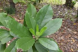 アオキ 青木 庭木図鑑 植木ペディア