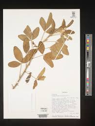 Image result for Crotalaria argyrolobioides