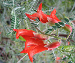 Image result for Lessertia pauciflora