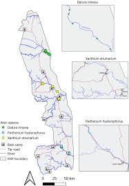 Image result for Leucas sexdentata