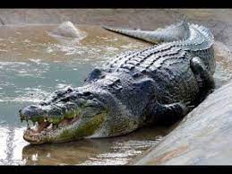 Le Plus Grand Crocodile Du Monde Doc Hd Le Roi Des Crocodiles Youtube