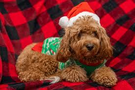 Bicolor and tricolour cavapoo puppies have splashes of white and other shades. Best Cavapoo Rescues Where And How To Adopt A Cavapoo Oodle Life