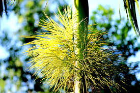 Kết quả hình ảnh cho hoa cau